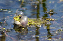 Frosch, Schlange, Schnecke, Unke