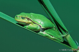 Frosch, Schlange, Schnecke, Unke