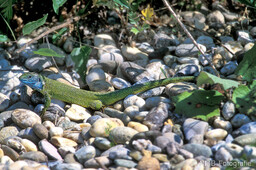 Frosch, Schlange, Schnecke, Unke