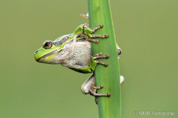 Frosch, Schlange, Schnecke, Unke