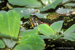 Frosch, Schlange, Schnecke, Unke
