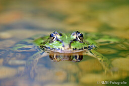 Frosch, Schlange, Schnecke, Unke