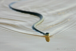 Frosch, Schlange, Schnecke, Unke