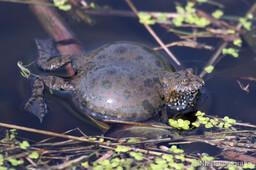 Frosch, Schlange, Schnecke, Unke