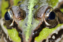 Frosch, Schlange, Schnecke, Unke