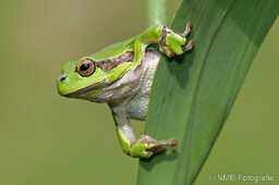 Frosch, Schlange, Schnecke, Unke