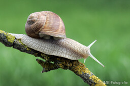 Frosch, Schlange, Schnecke, Unke