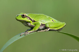 Frosch, Schlange, Schnecke, Unke