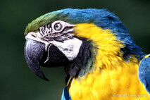 Landvögel
