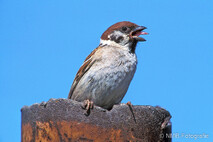 Landvögel