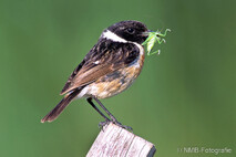 Landvögel