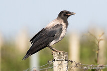 Landvögel