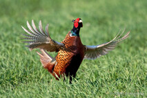 Landvögel