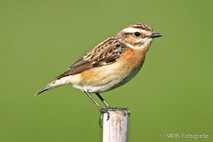 Landvögel