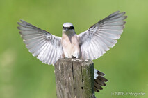 Landvögel