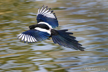 Landvögel