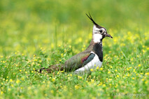 Landvögel