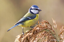 Landvögel