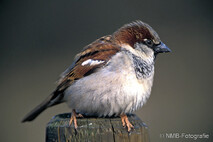 Landvögel