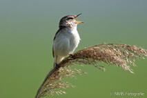 Landvögel