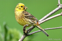 Landvögel