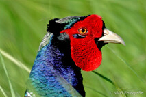 Landvögel