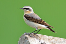 Landvögel