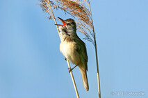 Landvögel