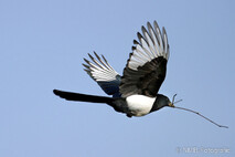 Landvögel