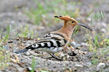 Landvögel
