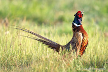 Landvögel