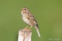 Landvögel