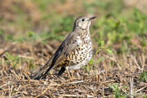 Landvögel