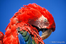 Landvögel