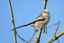 Landvögel