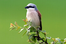 Landvögel