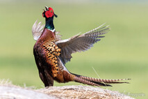 Landvögel