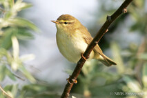 Landvögel