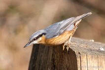 Landvögel