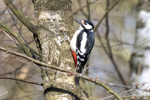 Landvögel