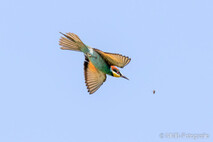 Bienenfresser