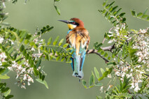 Bienenfresser