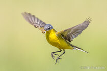 Vögel im Flug - Flugaufnahmen