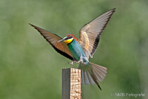 Vögel im Flug - Flugaufnahmen