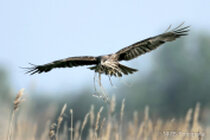 Vögel im Flug - Flugaufnahmen