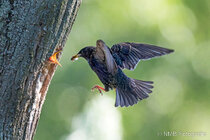 Vögel im Flug - Flugaufnahmen