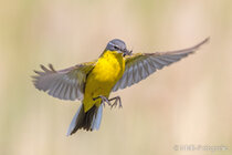 Vögel im Flug - Flugaufnahmen