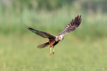 Vögel im Flug - Flugaufnahmen