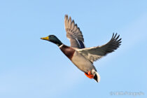 Vögel im Flug - Flugaufnahmen
