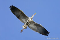 Vögel im Flug - Flugaufnahmen